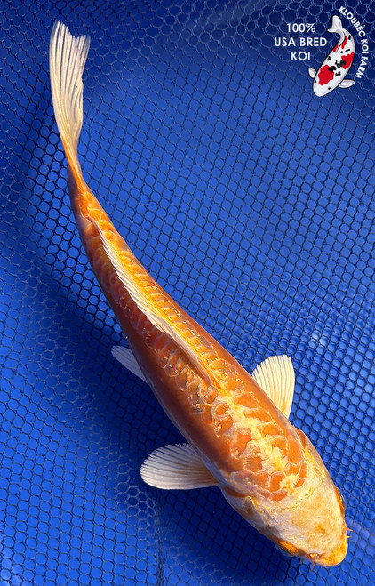 9.5" "Daisy" Doitsu Yamabuki Ogon Koi #J933(Q9)