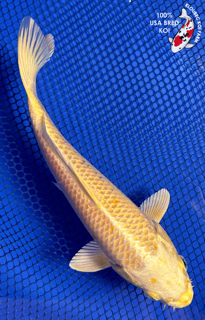 7.5" "Goldie Locks" Yamabuki Ogon Koi #J937(P14)