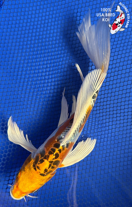 9" "Lucy" Beni Kikokuryu Butterfly Koi #J9310(P14)