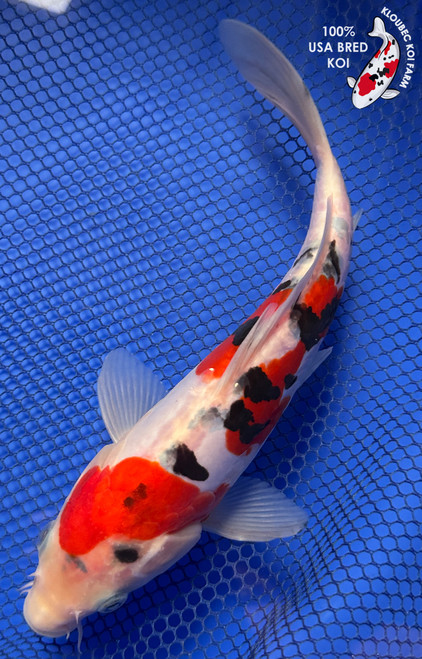 8.5" "Patches" Doitsu Sanke Koi #J9312(P14)