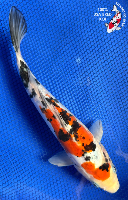 Shop Koi Varieties | Find Japanese Koi by Type | Kloubec Koi Farm
