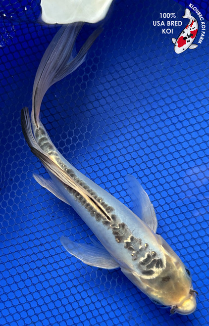 8.5" "Willow" Shusui Butterfly Koi #J82628(X44)