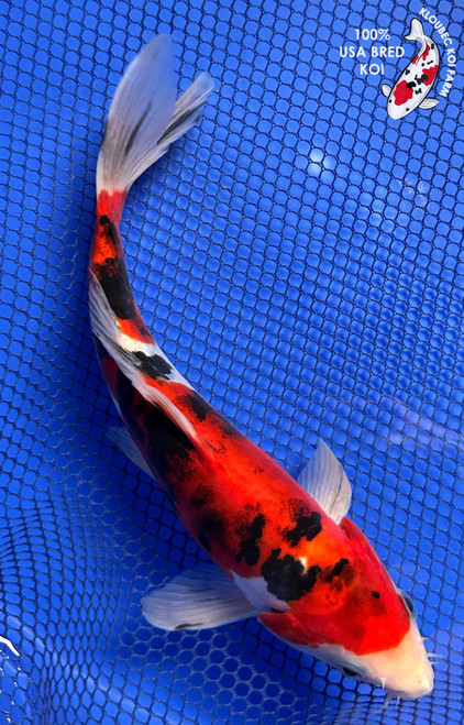 8.5" "Jellybean" Doitsu Sanke Koi #J9317(P13)