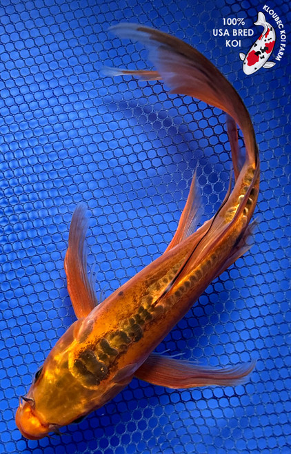 Shop Koi Varieties | Find Japanese Koi by Type | Kloubec Koi Farm