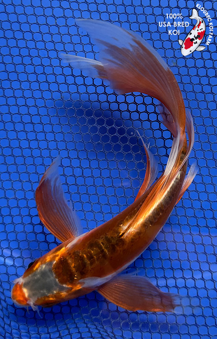 7" "Cinnamon" Aka Shusui Butterfly Koi #J9323(K4)