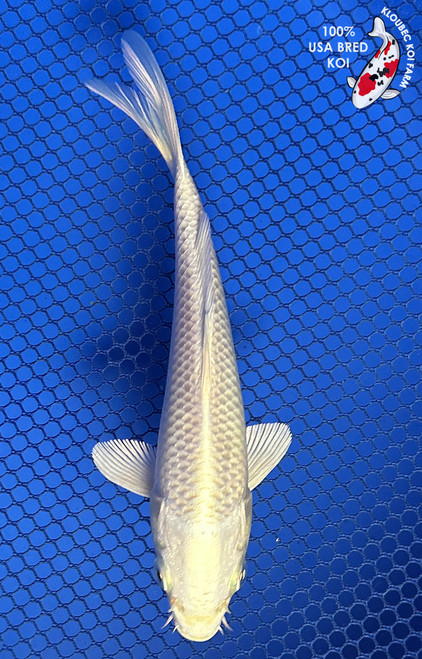 5.5" "Moonflower" Cream Ogon Koi #J9325(K4)