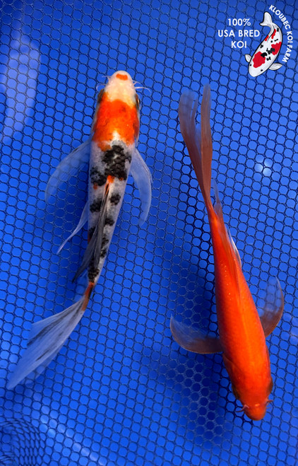 (2) 6" "Wilma & Betty" Butterfly Koi Pair #J9329(H4)
