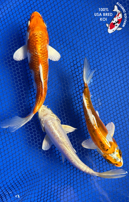 (3) 6-7" Koi "Honey Bunch" #J9337(G2)