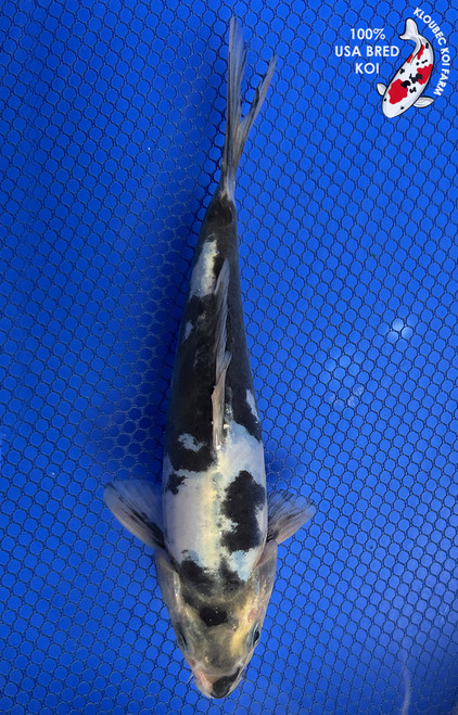 8.5" "Jack" Doitsu Shiro Utsuri Koi #J91210(P12)