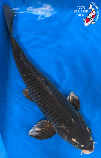 19" "Onyx" Karasugoi Koi #J9105(U5)