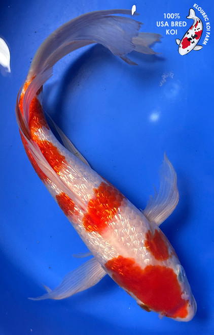 12" "Cosmo" Gin Rin Kohaku Butterfly Koi #J91214(Q6)