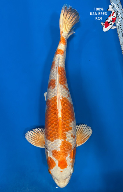 Orange Koi Fish | Orange, Black & White Koi Carp | Kloubec Koi