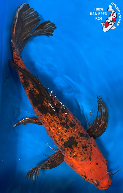 22" "Pepper" Aka Bekko Butterfly Koi #J910(U5)