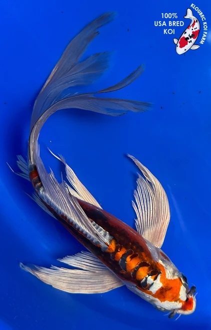 10" "Lucy" Beni Kikokuryu Butterfly Koi #J91223(P12)