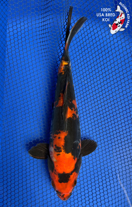 8.5" "Ace" Doitsu Hi Utsuri Koi #J9186(P6)