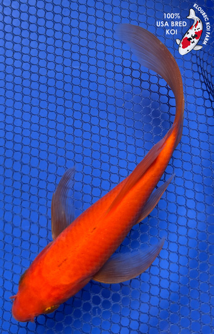 6" "Pippa" Benigoi Butterfly Koi #J91842(P11)