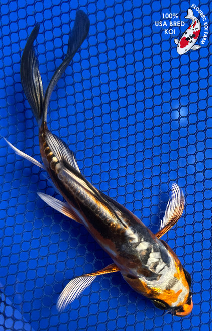 Koi Fish for Sale | Japanese Koi Varieties Online | Kloubec Koi