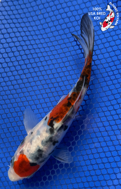 Koi Fish for Sale | Japanese Koi Varieties Online | Kloubec Koi
