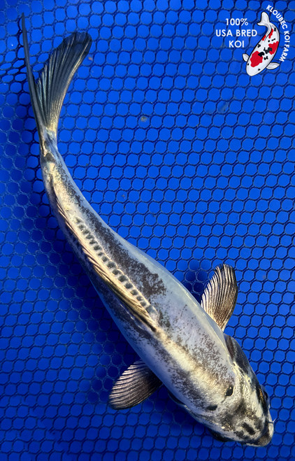 6.5" "Smokey Joe" Kikokuryu Koi #J91851(P12)