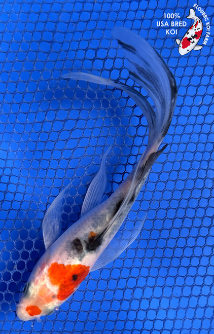 5.5" "Pebbles" Sanke Butterfly Koi #J91852(P12)