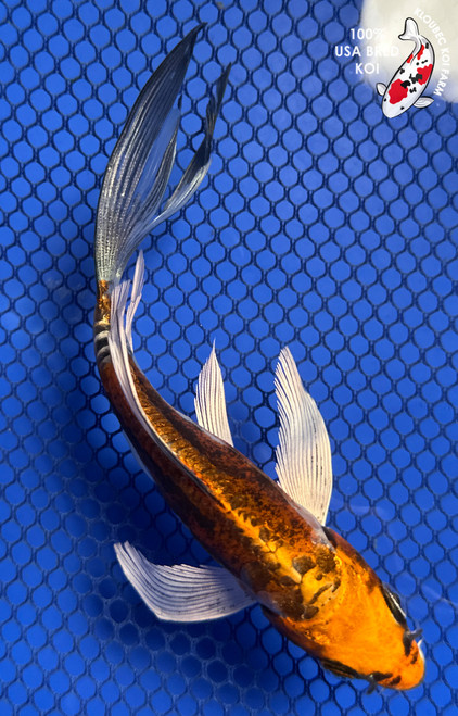 5.5" "Auburn" Beni Kikokuryu Butterfly Koi #J91854(P12)