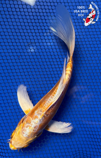 7.5" "Butterscotch" Doitsu Yamabuki Hariwake Butterfly Koi #J91833(X43)
