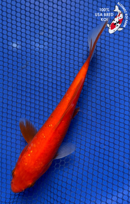 6" "Rosie" Aka Muji Koi #J91834(X43)