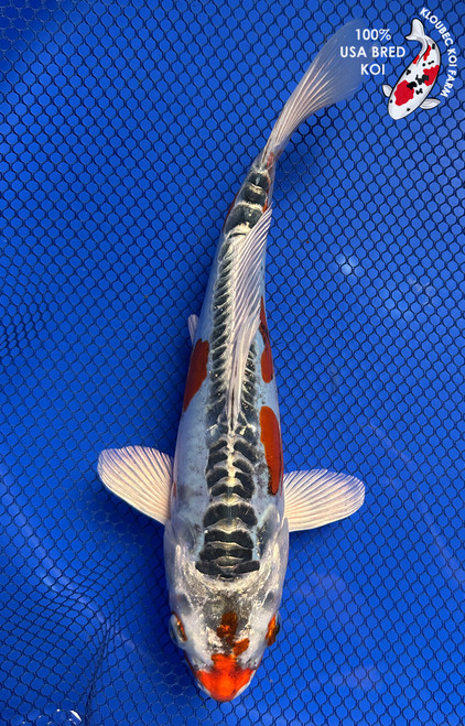 9" "Titan" Kinsui Koi #J91835(X40)