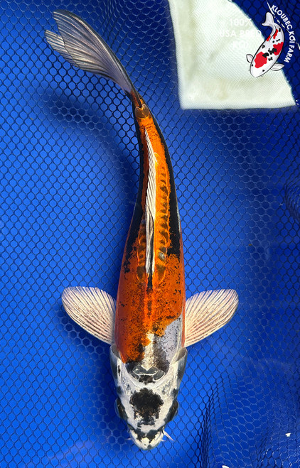 9" "Orion" Beni Kikokuryu Koi #J91836(X40)