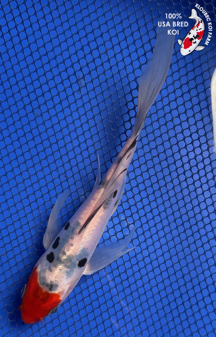 7" "Finn" Doitsu Sanke Butterfly Koi #J91839(X40)