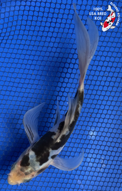 6.5" "Onyx" Kumonryu Butterfly Koi #J91840(X40)