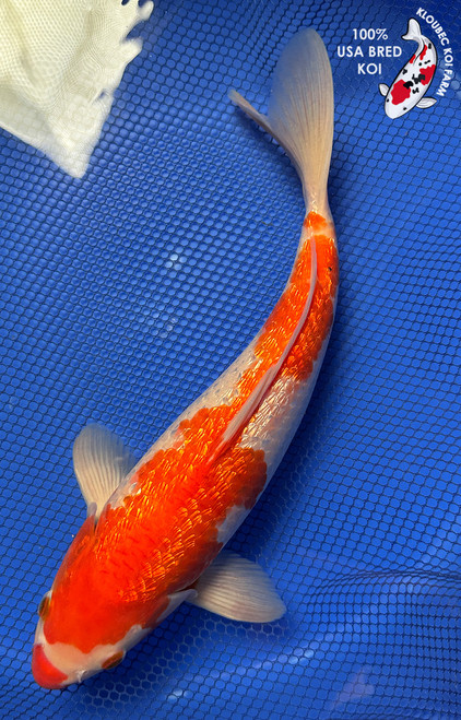 12.5" "Twinkle" Gin Rin Kohaku Koi #J91819(P5)