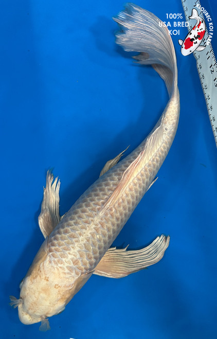 23" "Monroe" Ogon Butterfly Koi #J91010(U5)
