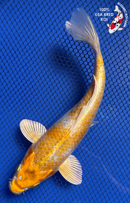 8" "Lumi" Yamabuki Hariwake Koi #J91827(X43)