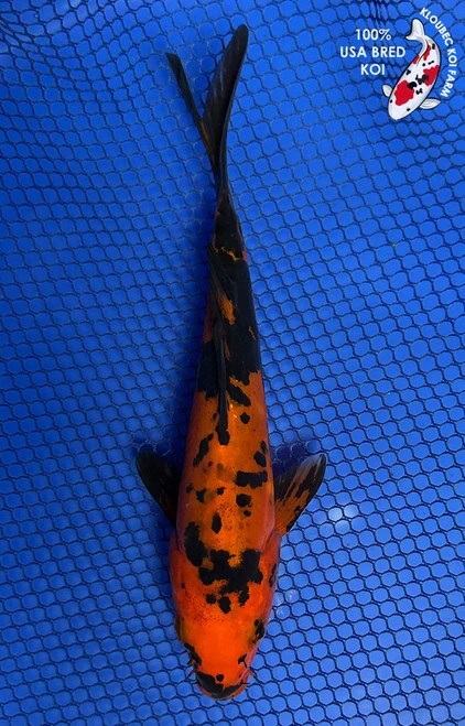 7" "Pixel" Doitsu Aka Bekko Koi #J91829(X43)