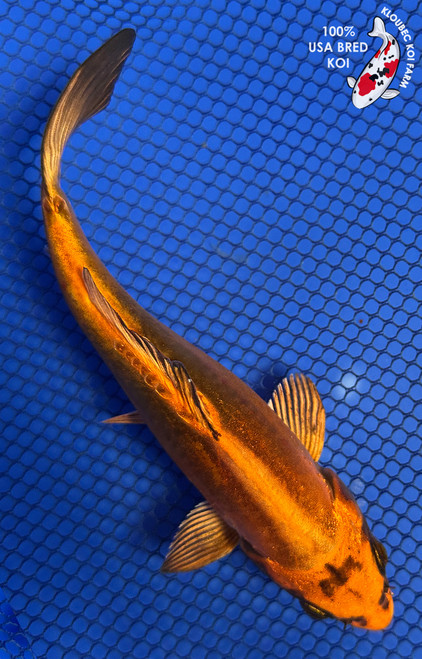 6" "Copperfield" Kin Kikokuryu Koi #J91832(X43)