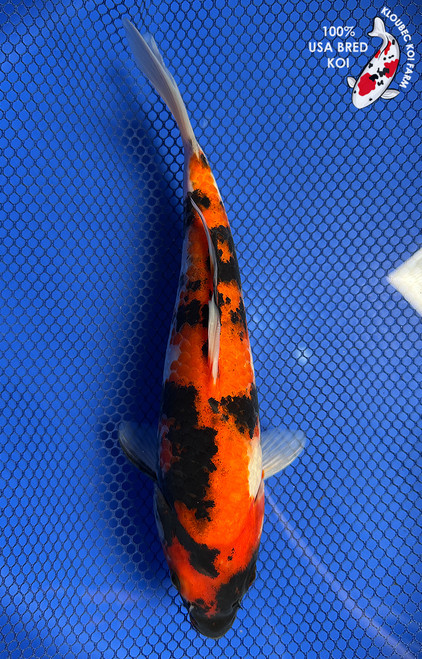 10" "Bandit" Showa Koi #J9188(P6)