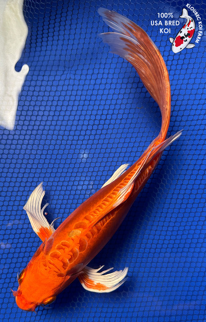 11" "Tango" Doitsu Orenji Ogon Butterfly Koi #J91811(P6)