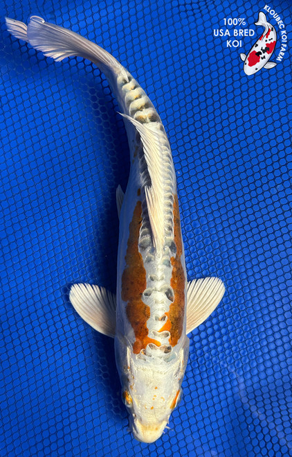 11" "Murphy" Heisei Nishiki Koi #J91813(P6)
