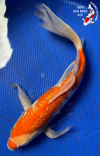 13" "Rose" Gin Rin Kohaku Butterfly Koi #J91815(P6)