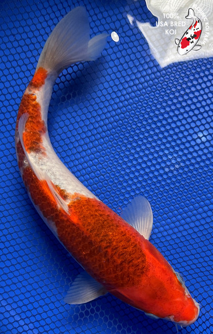 10.5" "Cabernet" Goromo Koi #J91816(P6)