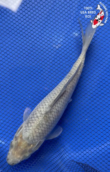 8" "Slate" Soragoi Koi #J92952(P5)