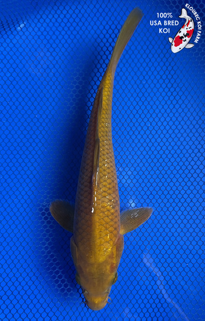 9.5" "Teddy" Chagoi Koi #J92962(P5)