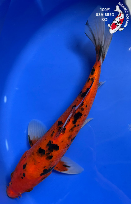 10" "Ladybug" Aka Bekko Koi #J9291(Q3)