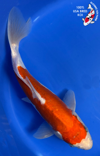11" "Georgia" Doitsu Kohaku Koi #J9293(Q3)