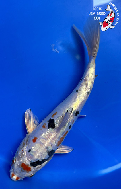 9" "Speckles" Doitsu Yamato Nishiki Koi #J9294(Q3)