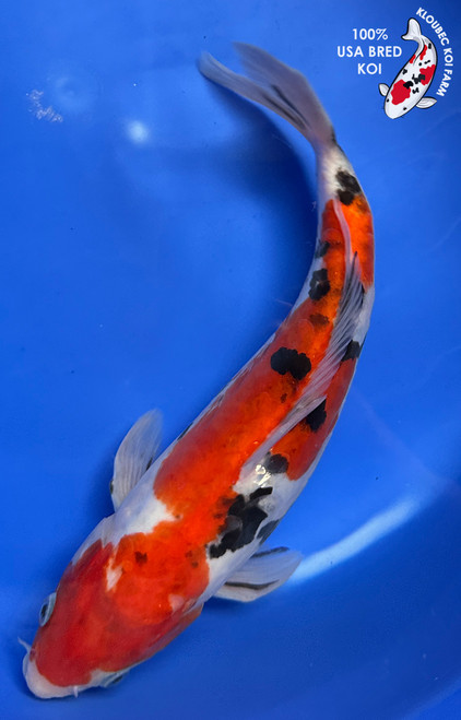 10" "Bonnie" Doitsu Sanke Koi #J9295(Q3)
