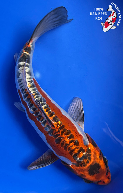 10.5" "Ranger" Beni Kikokuryu Koi #J9297(Q3)