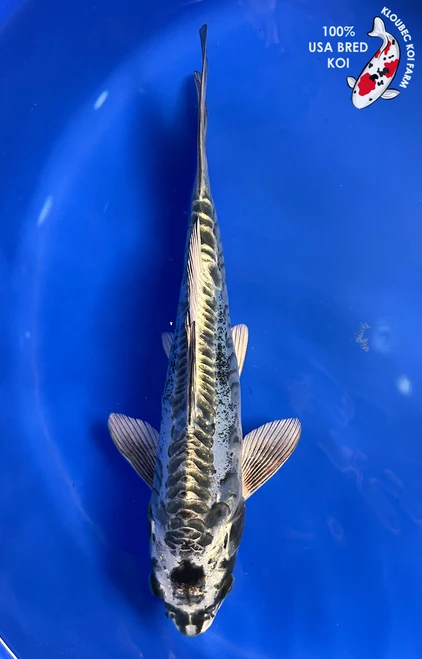 10" "Skipper" Kikokuryu Koi #J9298(Q3)