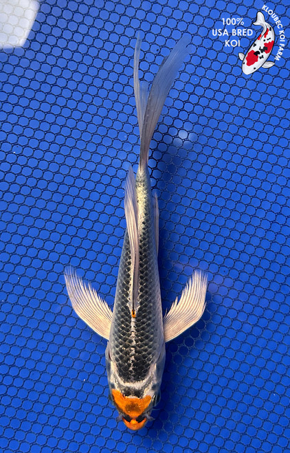 6.5" "Winnie" Kujaku Butterfly Koi #J92947(P14)